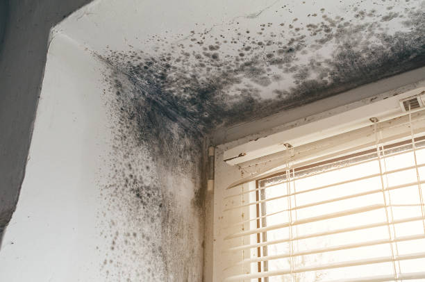 Affordable Attic Mold Removal solutions in Deal, NJ