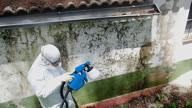 Top rated local Attic Mold Removal specialists in Deal, NJ